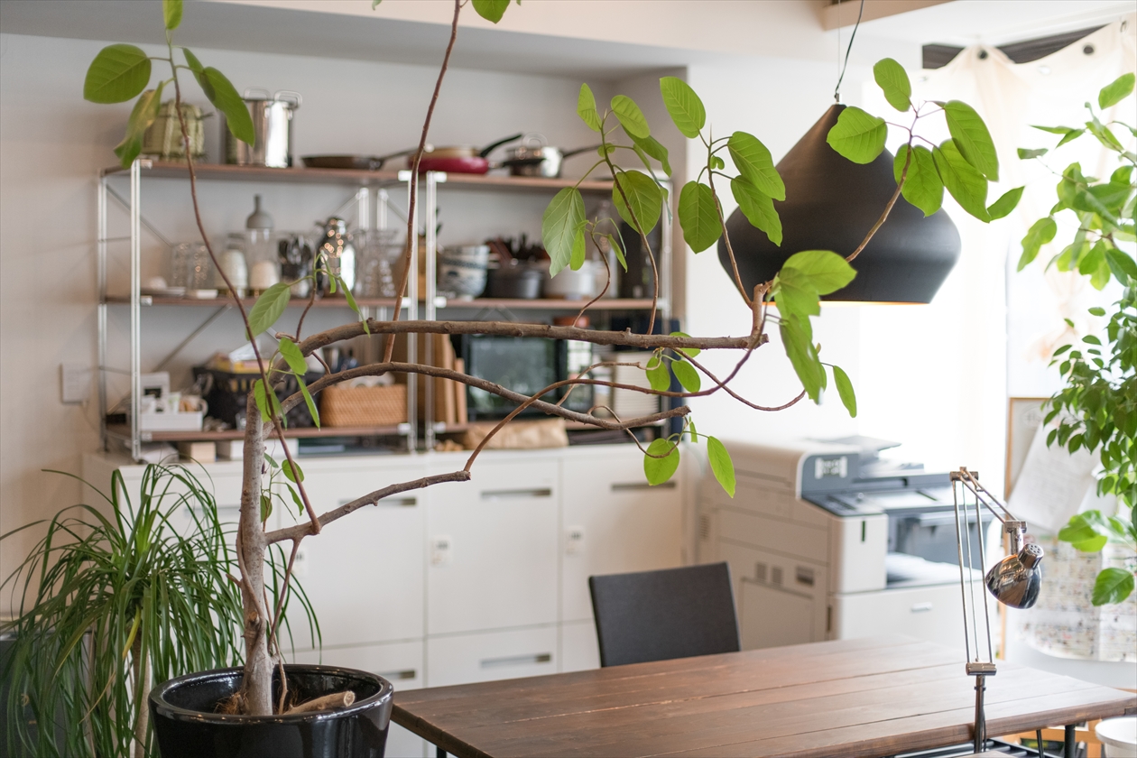 img_flat5_観葉植物