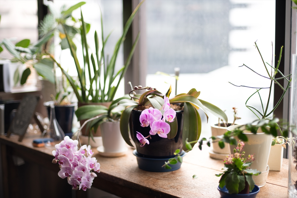 img_flat5_小さな植物
