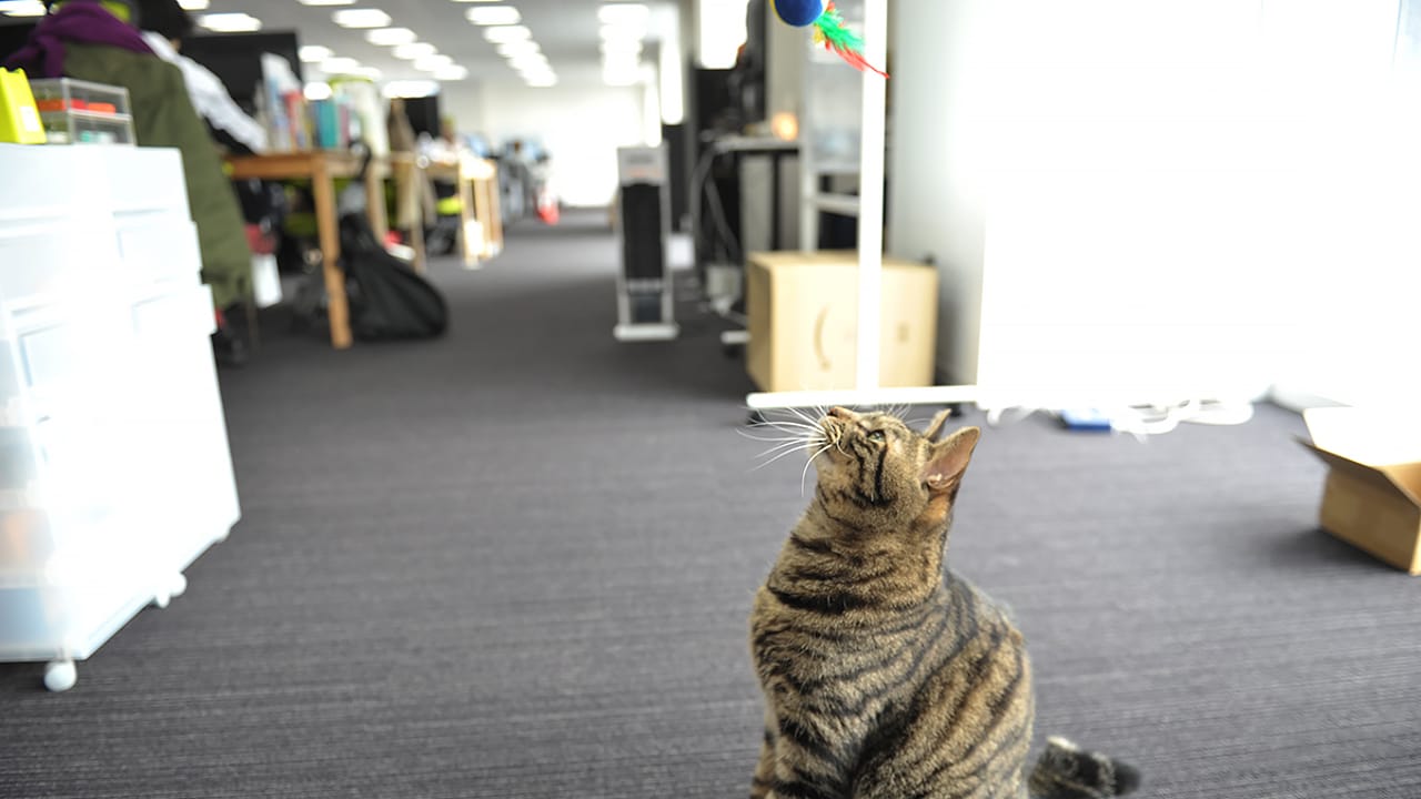 【みんなのマーケット】猫といるオフィス